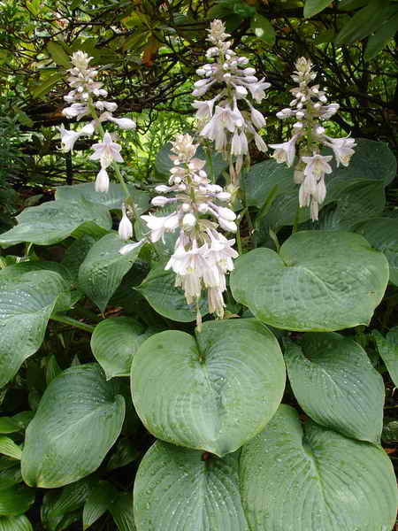 Hosta sp.